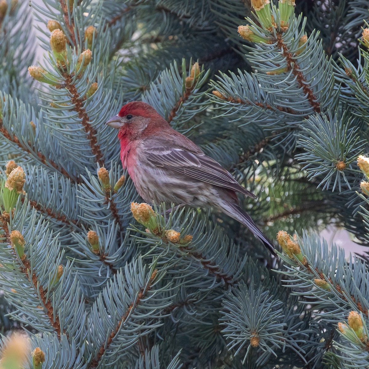 House Finch - ML619553173