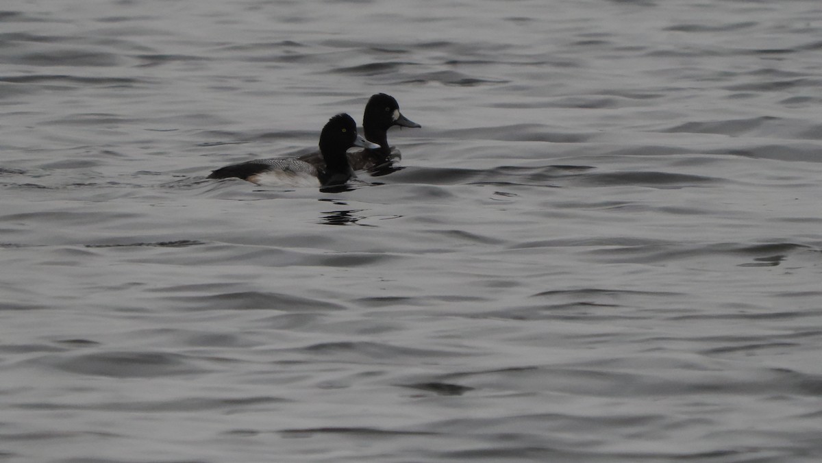 Lesser Scaup - Mike Grant