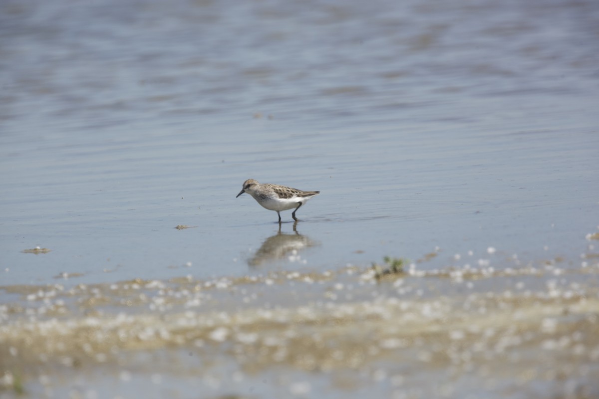 Semipalmated Sandpiper - Paul Miller