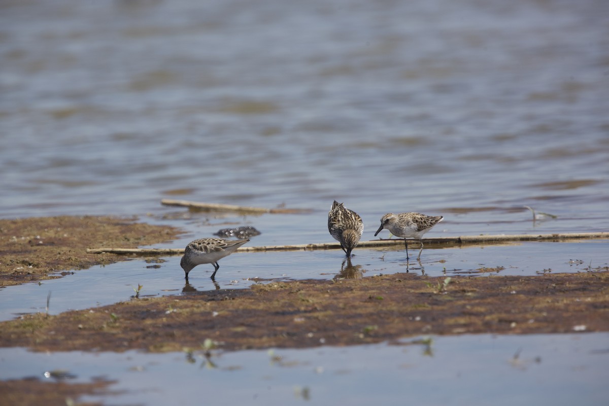 Semipalmated Sandpiper - Paul Miller