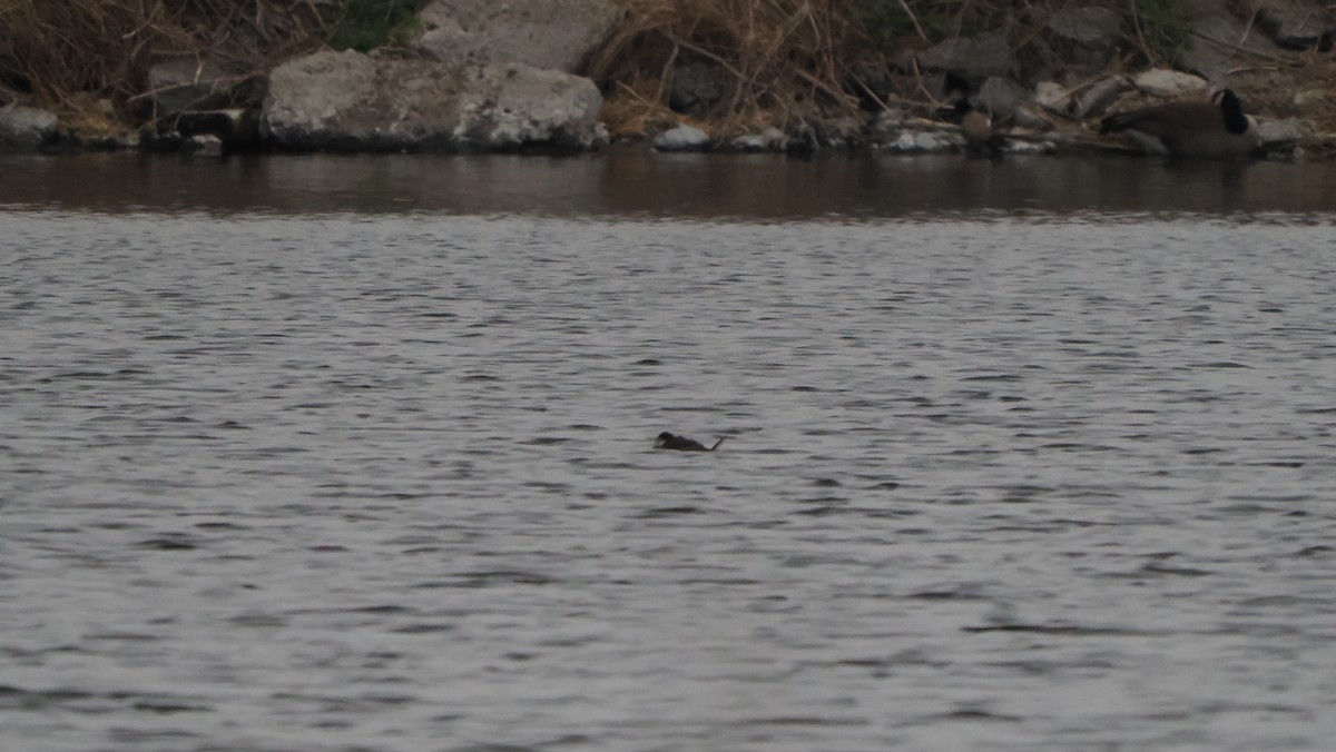 Ruddy Duck - Mike Grant