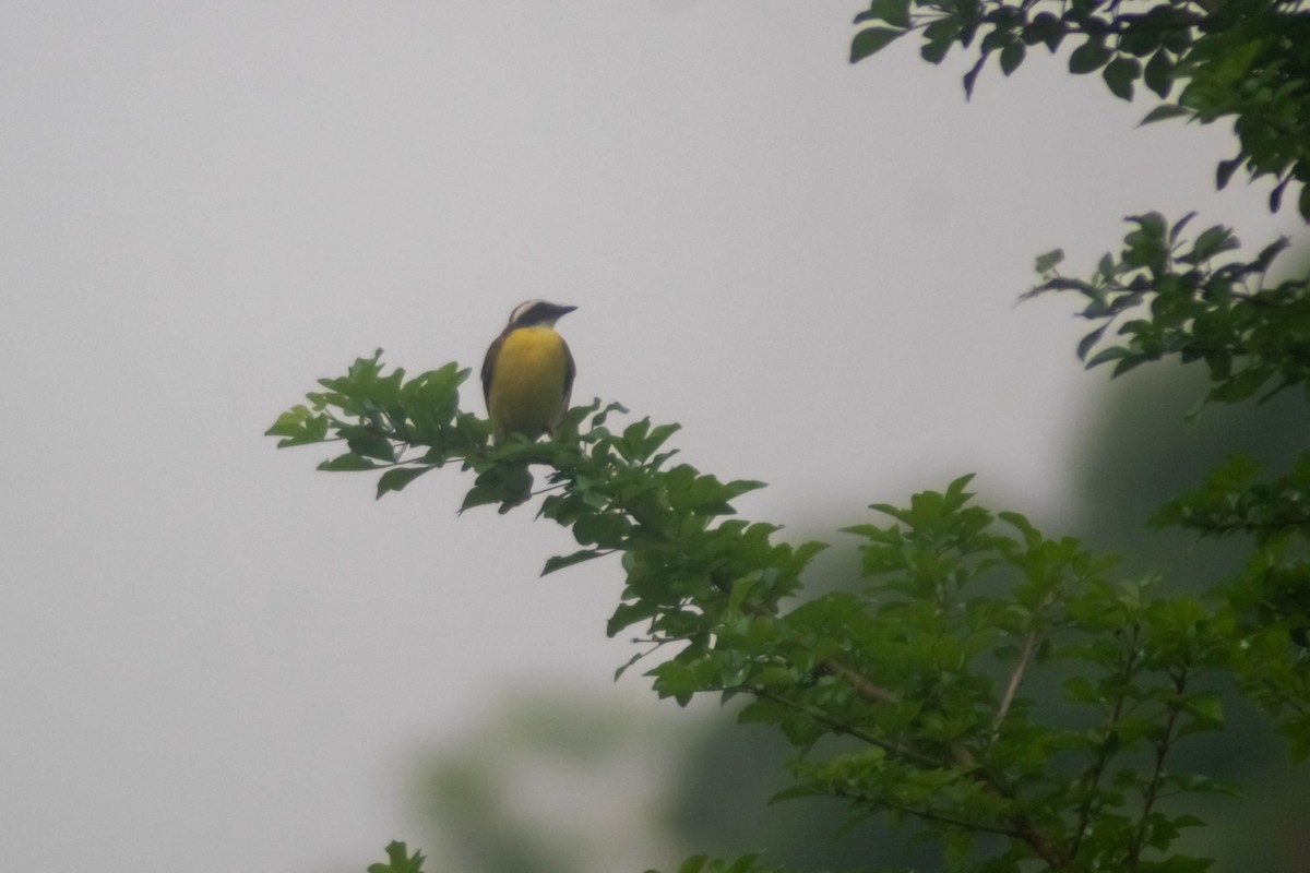 Social Flycatcher - Manuel de Jesus Hernandez Ancheita