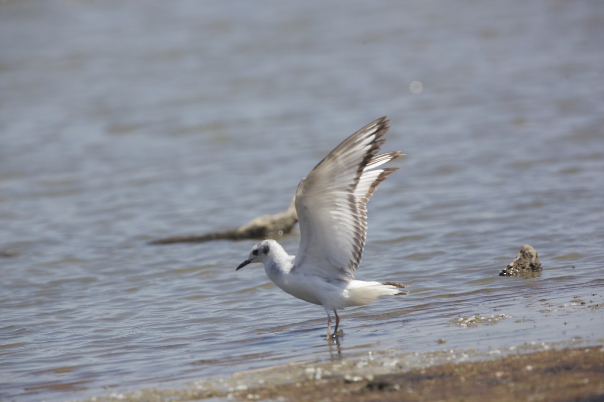 Bonaparte's Gull - Paul Miller