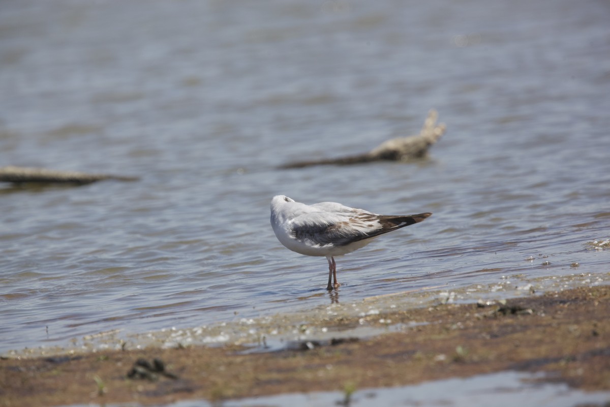 Bonaparte's Gull - Paul Miller