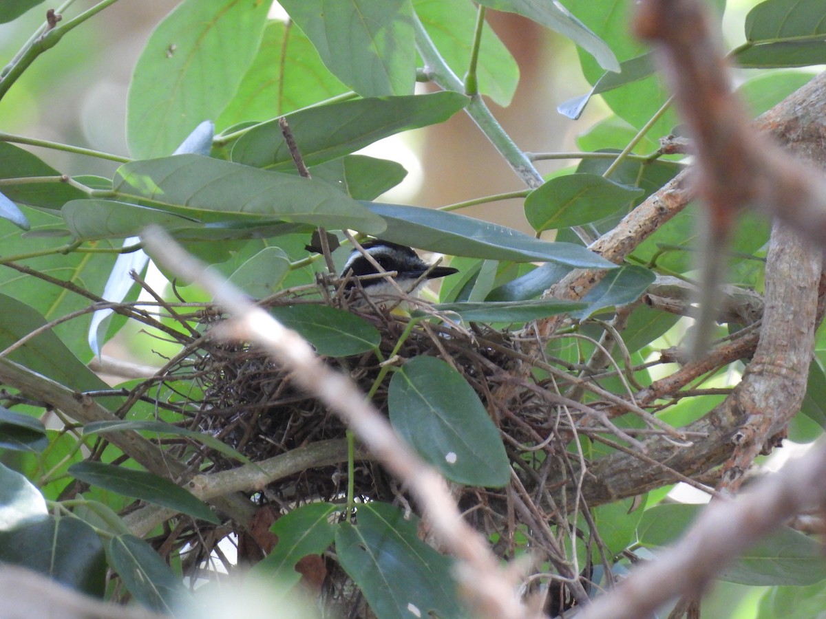 Lesser Kiskadee - Madre Monte