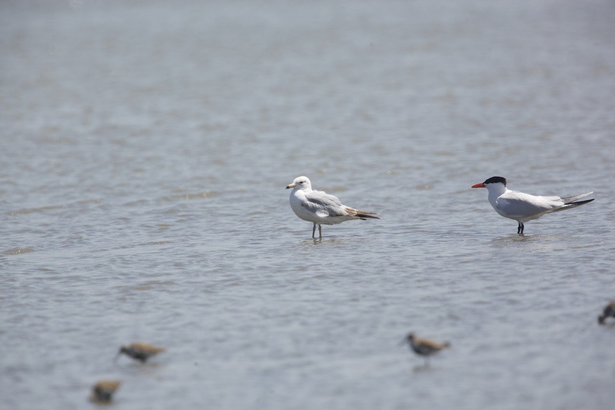 Ring-billed Gull - Paul Miller