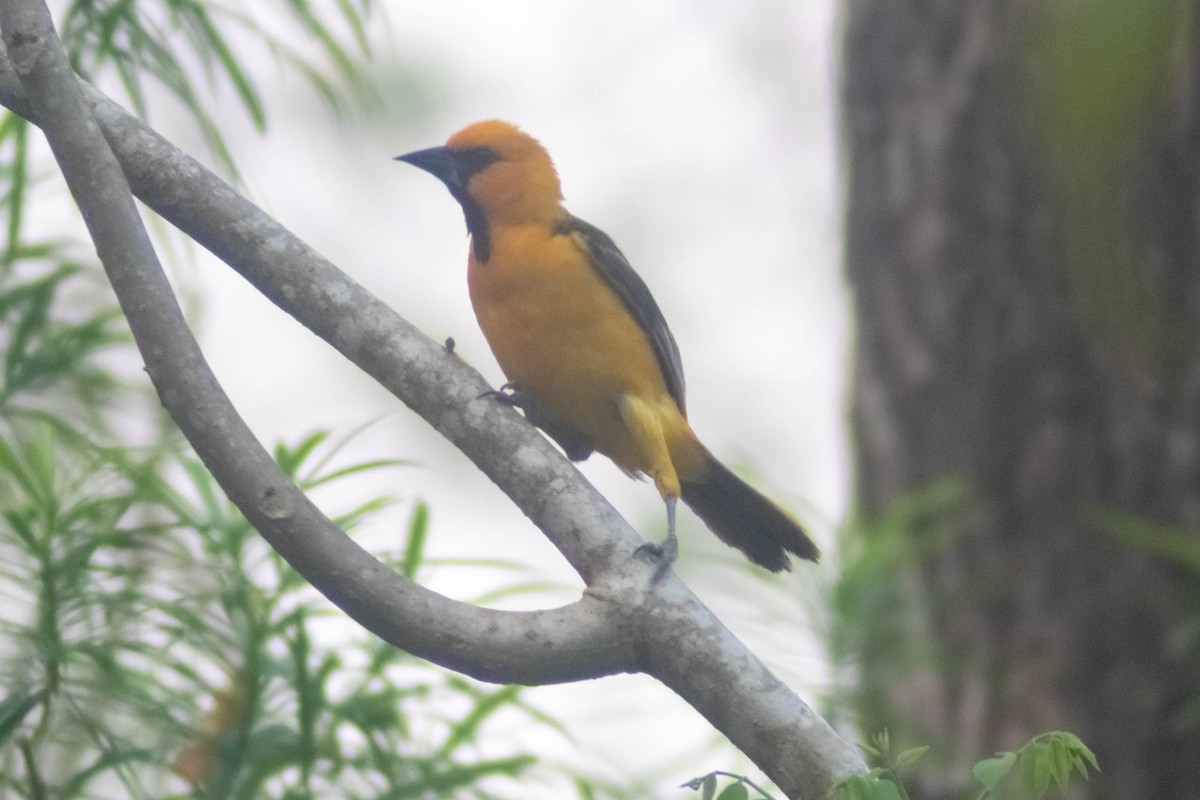 Altamira Oriole - Manuel de Jesus Hernandez Ancheita