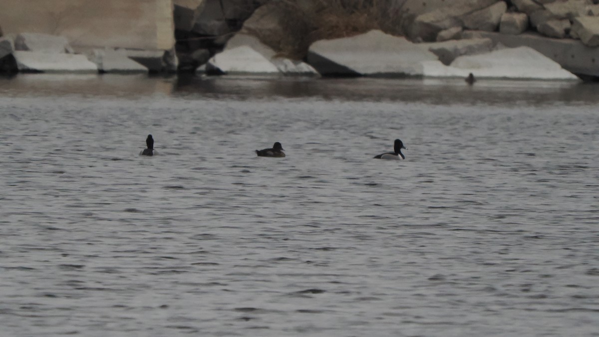 Ring-necked Duck - Mike Grant