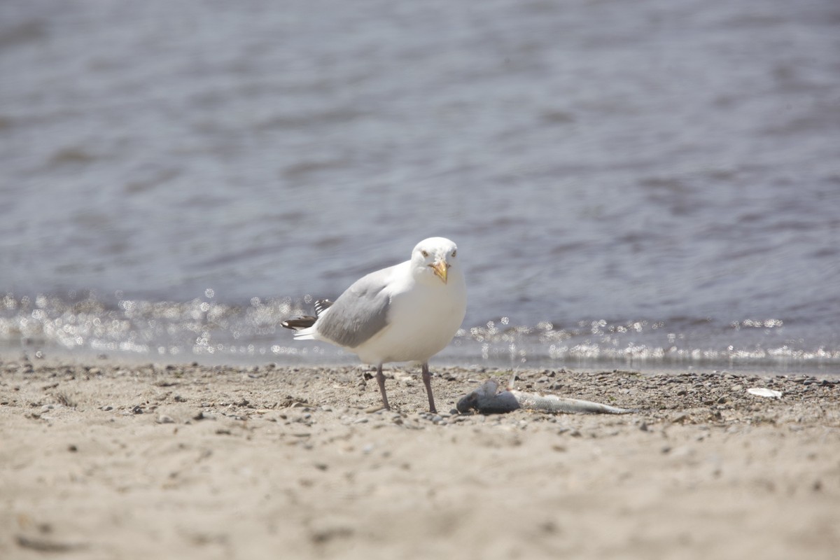 Herring Gull - Paul Miller