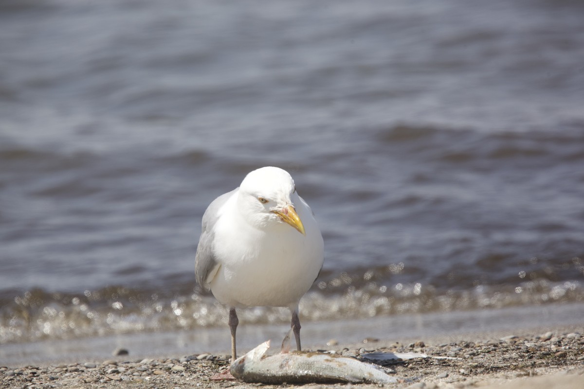 Herring Gull - Paul Miller