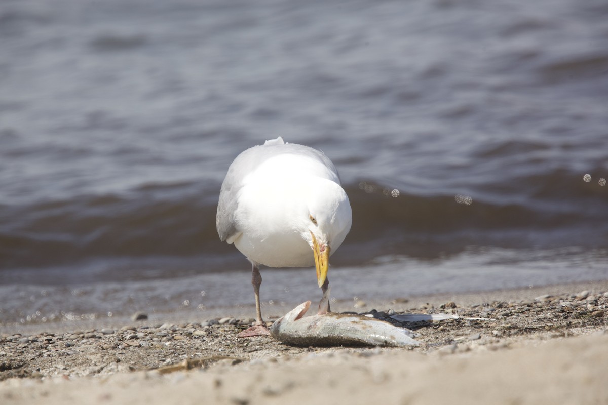 Herring Gull - Paul Miller