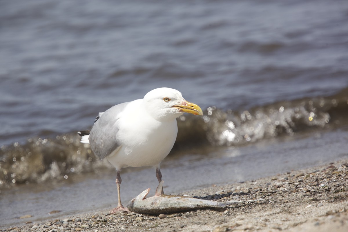 Herring Gull - Paul Miller