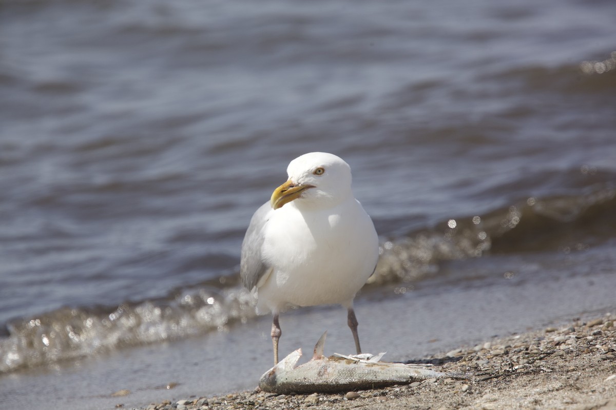 Herring Gull - Paul Miller