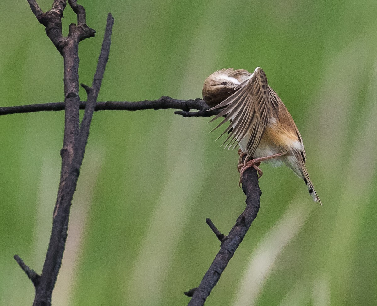 Zitting Cisticola - John le Rond