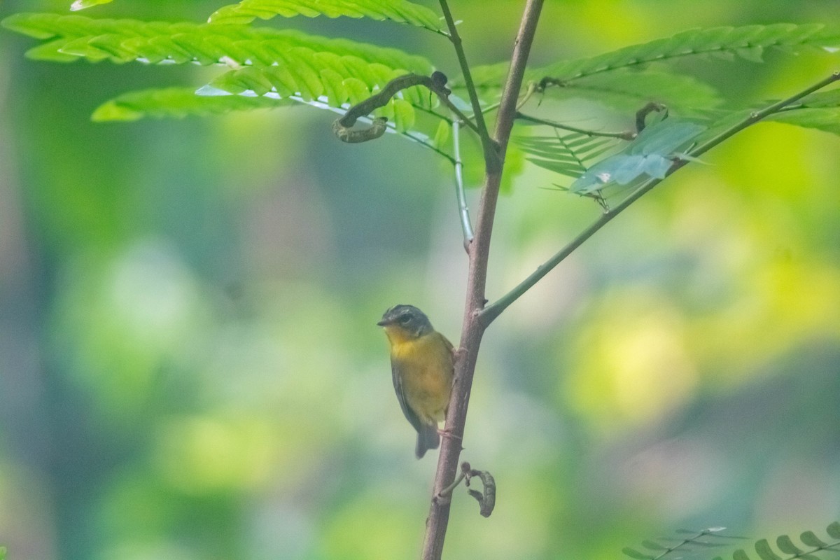 Golden-crowned Warbler - Manuel de Jesus Hernandez Ancheita