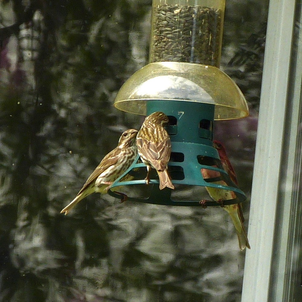 Purple Finch - Dennis Leonard