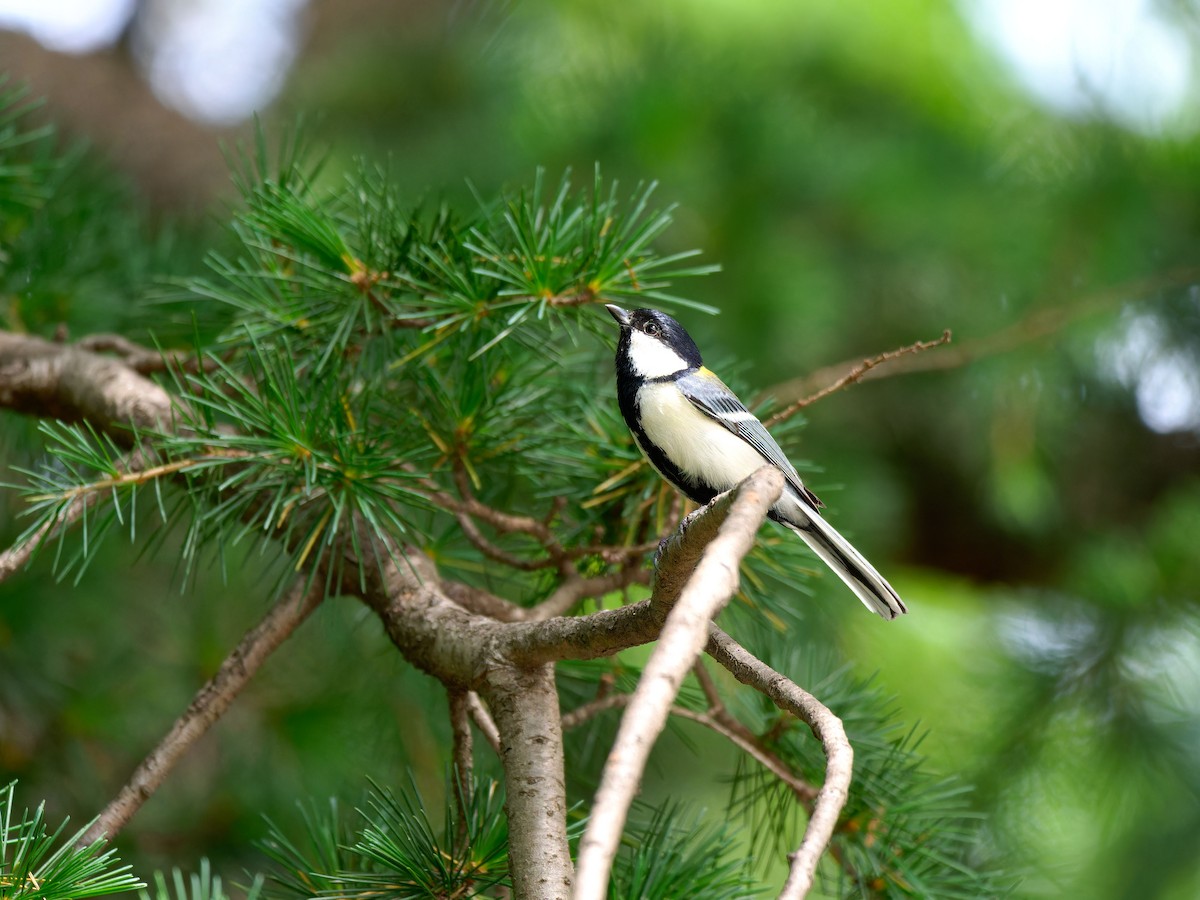 Asian Tit (Japanese) - ML619553224