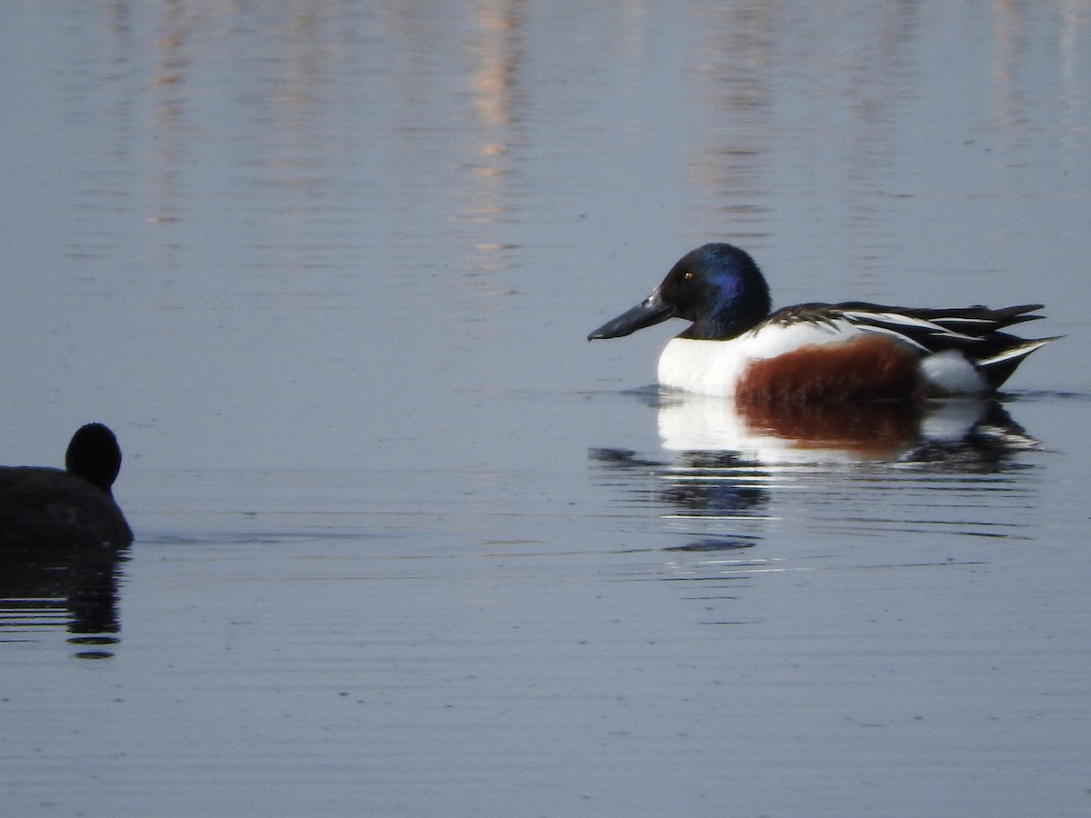 Northern Shoveler - Andy Teucher