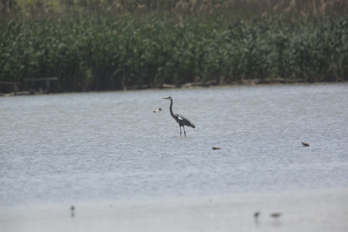 Great Blue Heron - Paul Miller