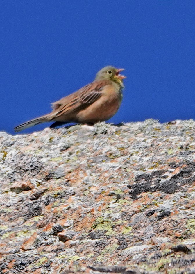 Ortolan Bunting - Diane Drobka