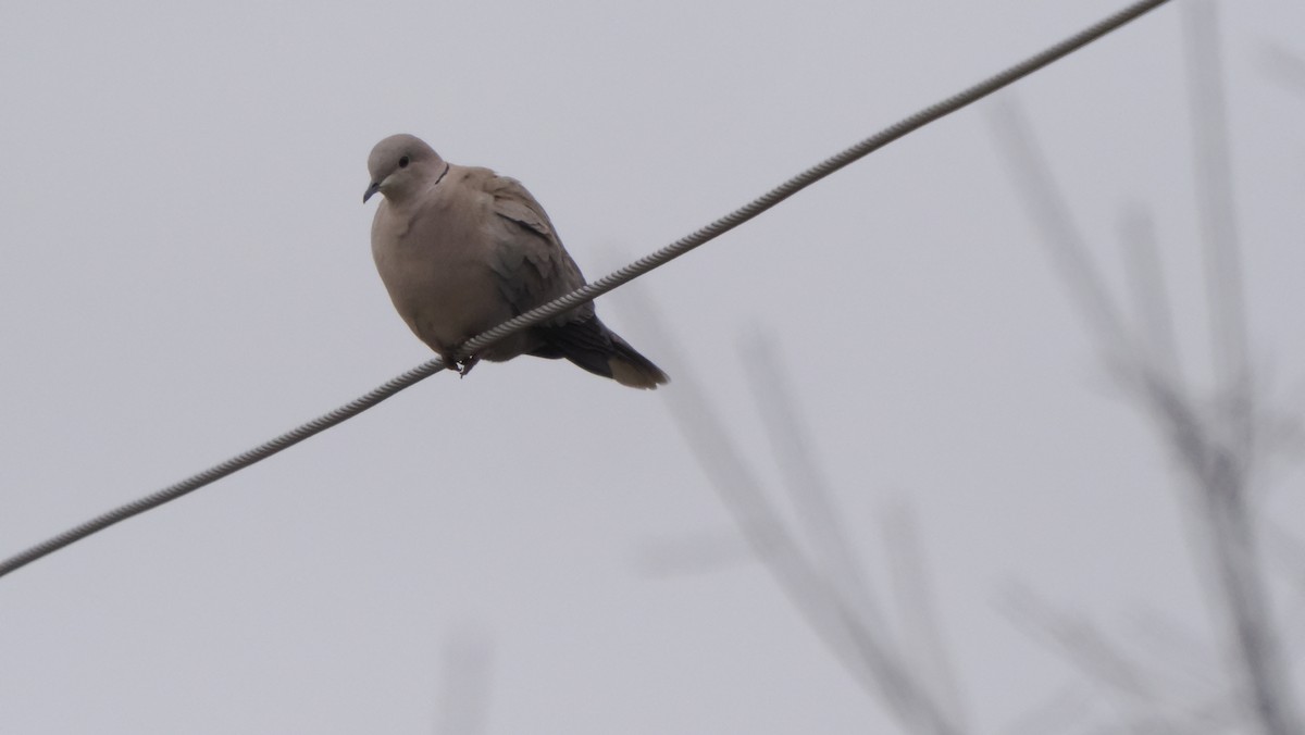 Eurasian Collared-Dove - Mike Grant