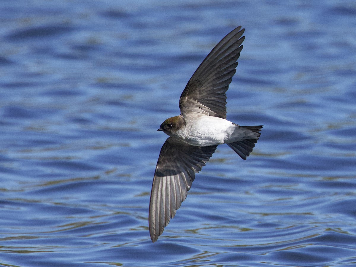 Northern Rough-winged Swallow - Dave Prentice