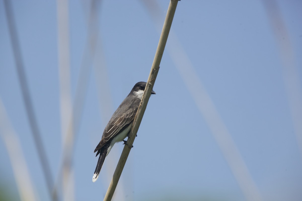 Eastern Kingbird - Paul Miller