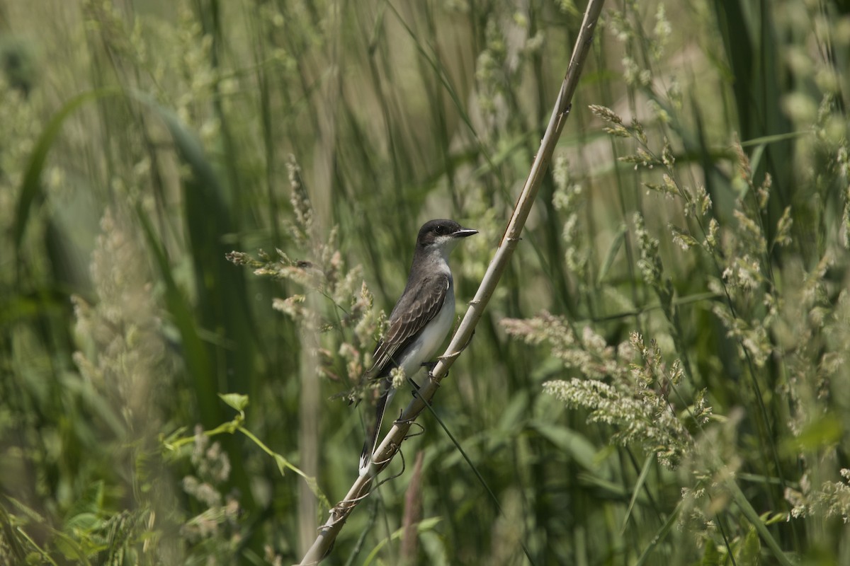 Eastern Kingbird - Paul Miller