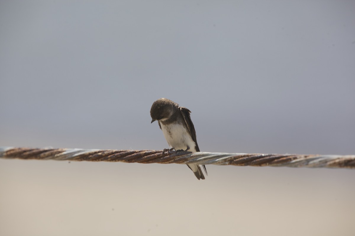 Bank Swallow - ML619553257