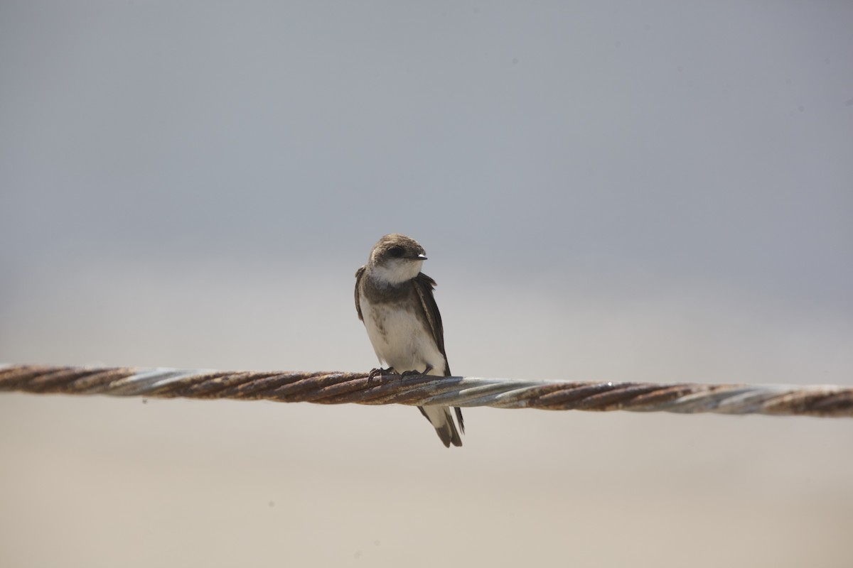 Bank Swallow - ML619553258