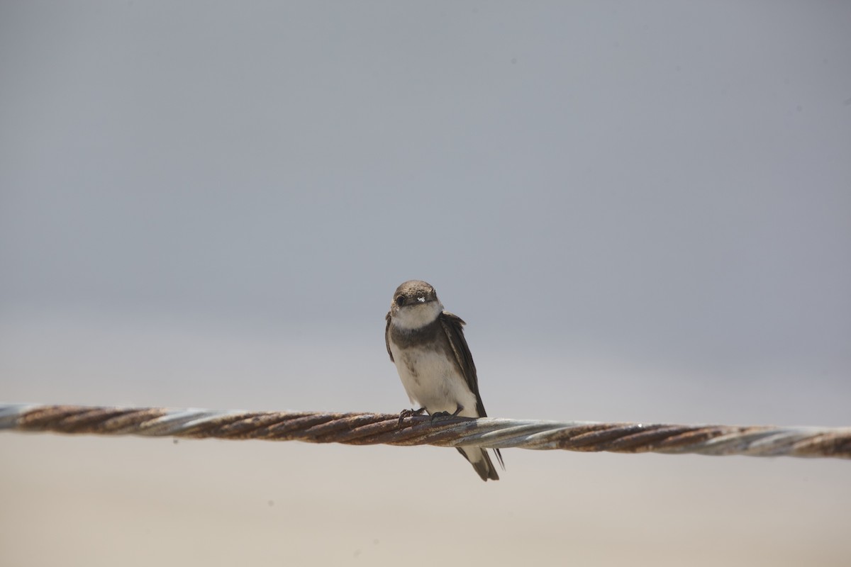 Bank Swallow - Paul Miller