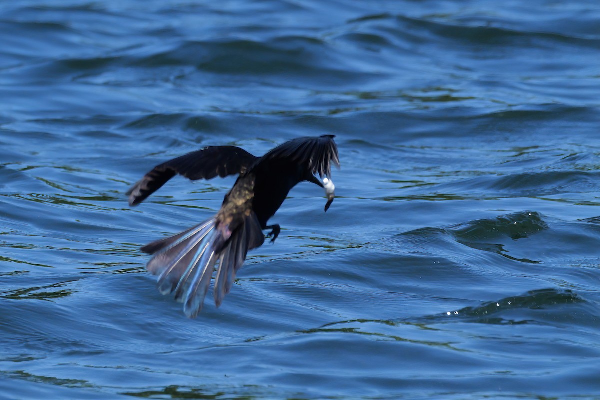 Common Grackle - Russ Smiley