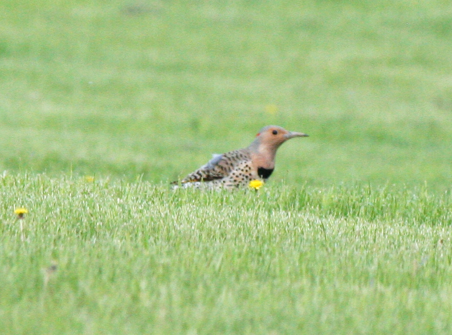 Northern Flicker - Muriel & Jennifer Mueller