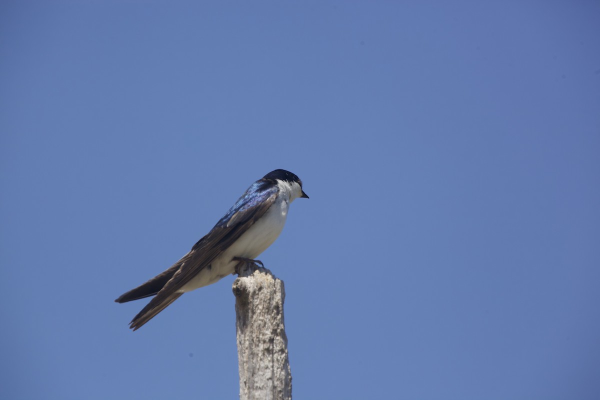 Tree Swallow - Paul Miller