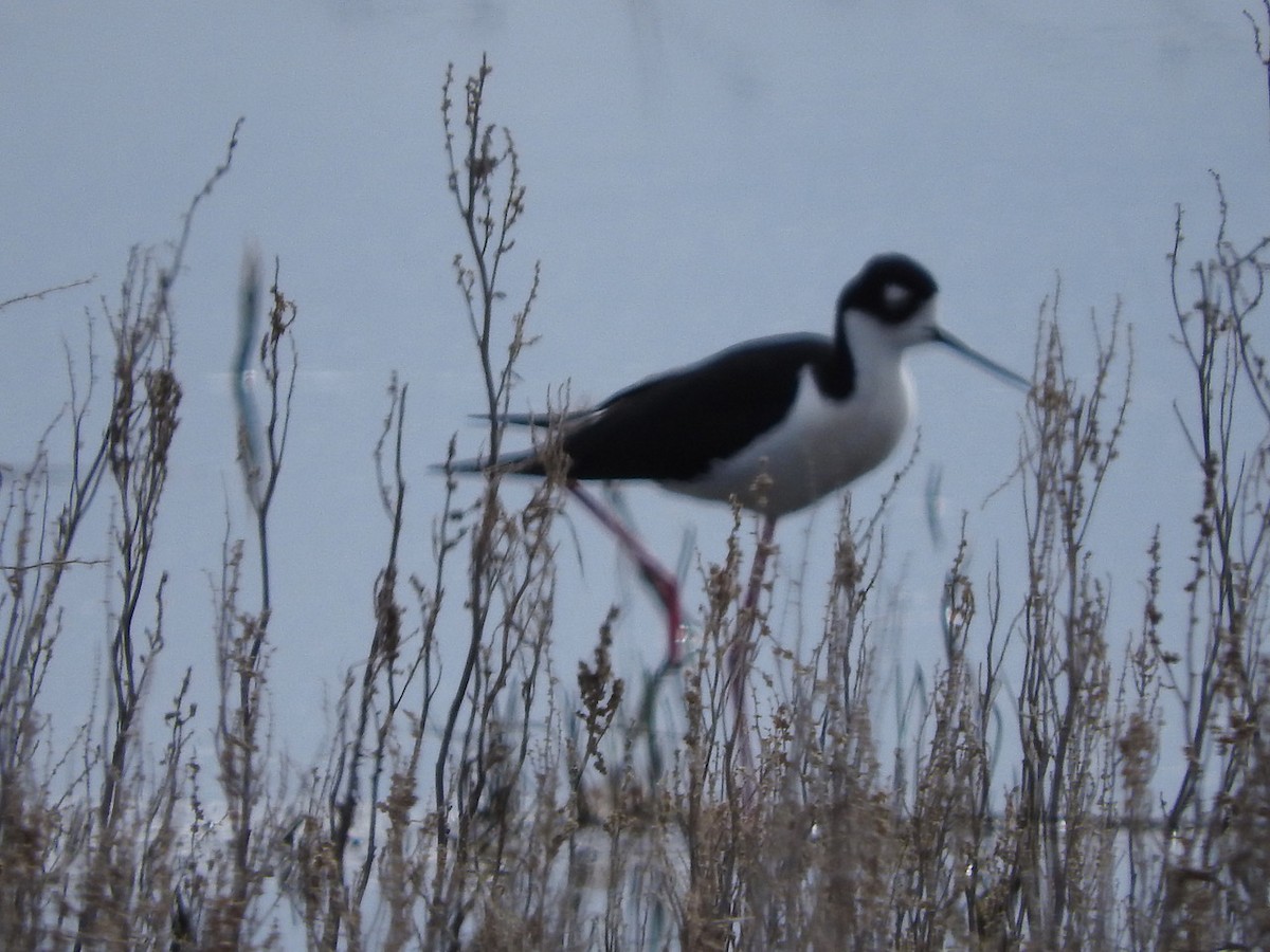 Black-necked Stilt - Andy Teucher