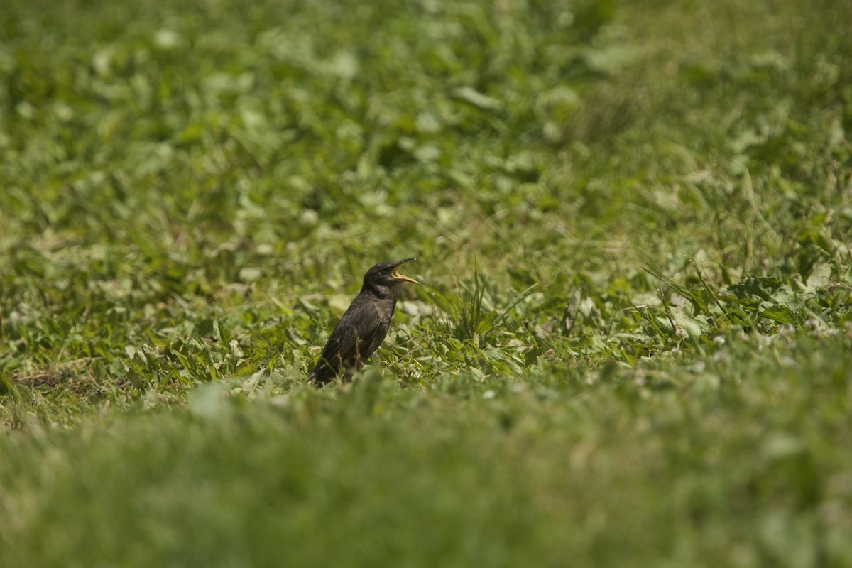 European Starling - ML619553277