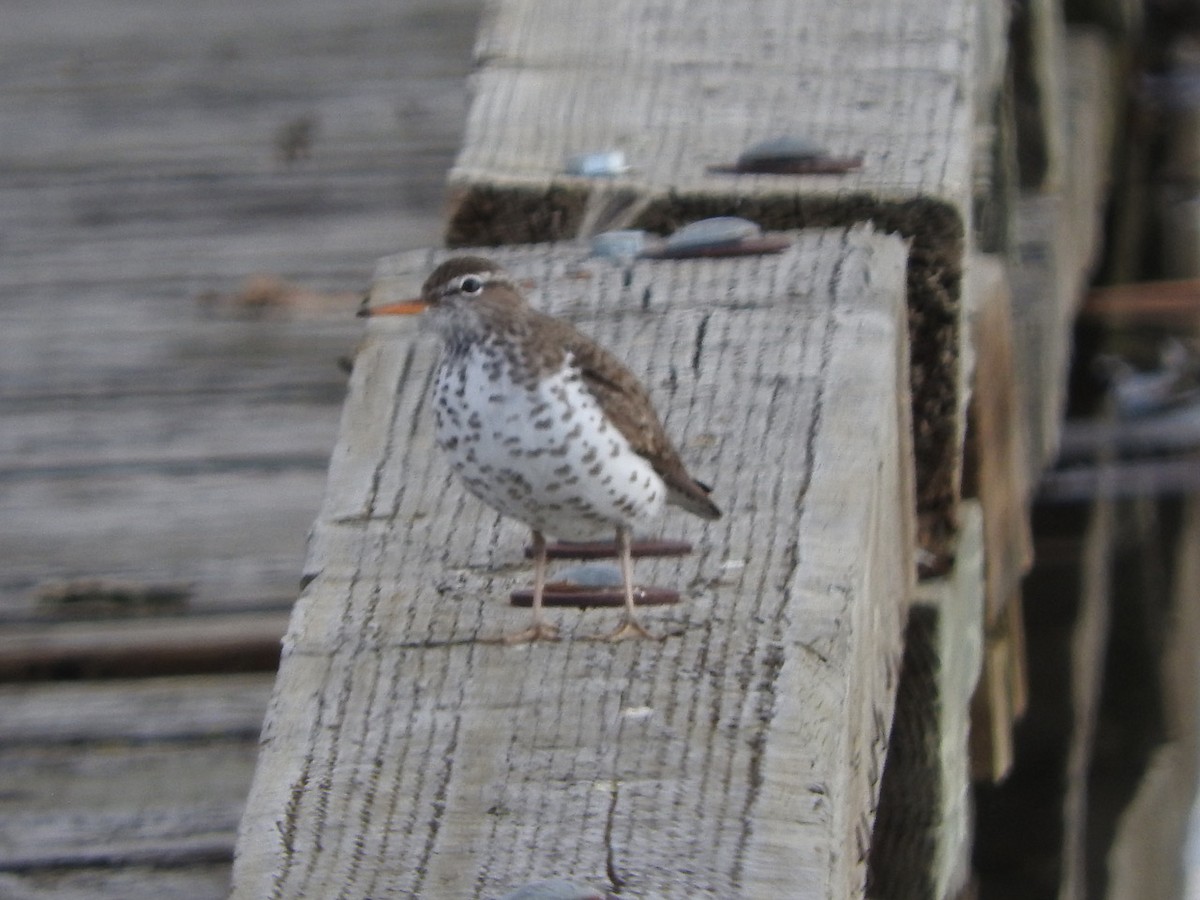 Spotted Sandpiper - Andy Teucher
