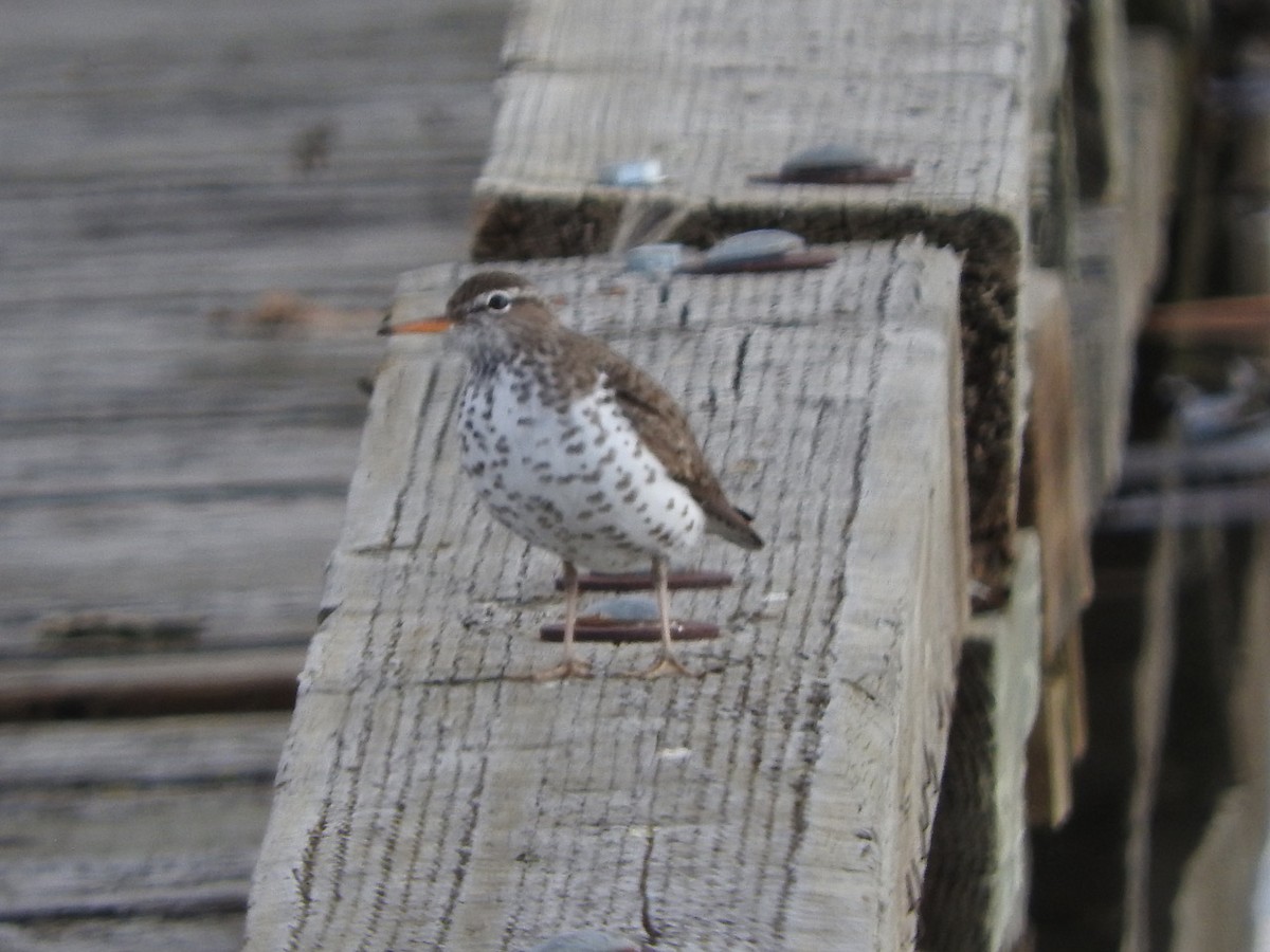 Spotted Sandpiper - ML619553278