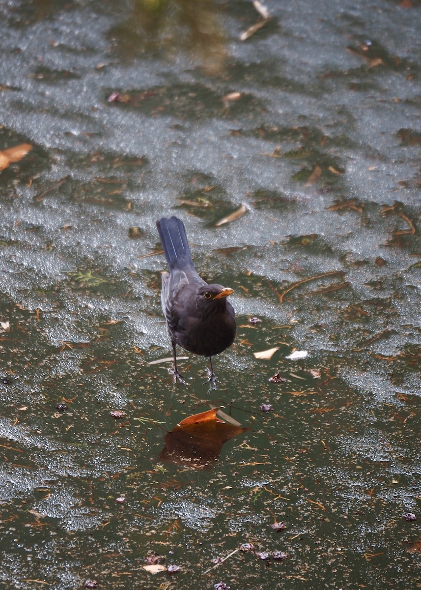 Japanese Thrush - Wei Wang