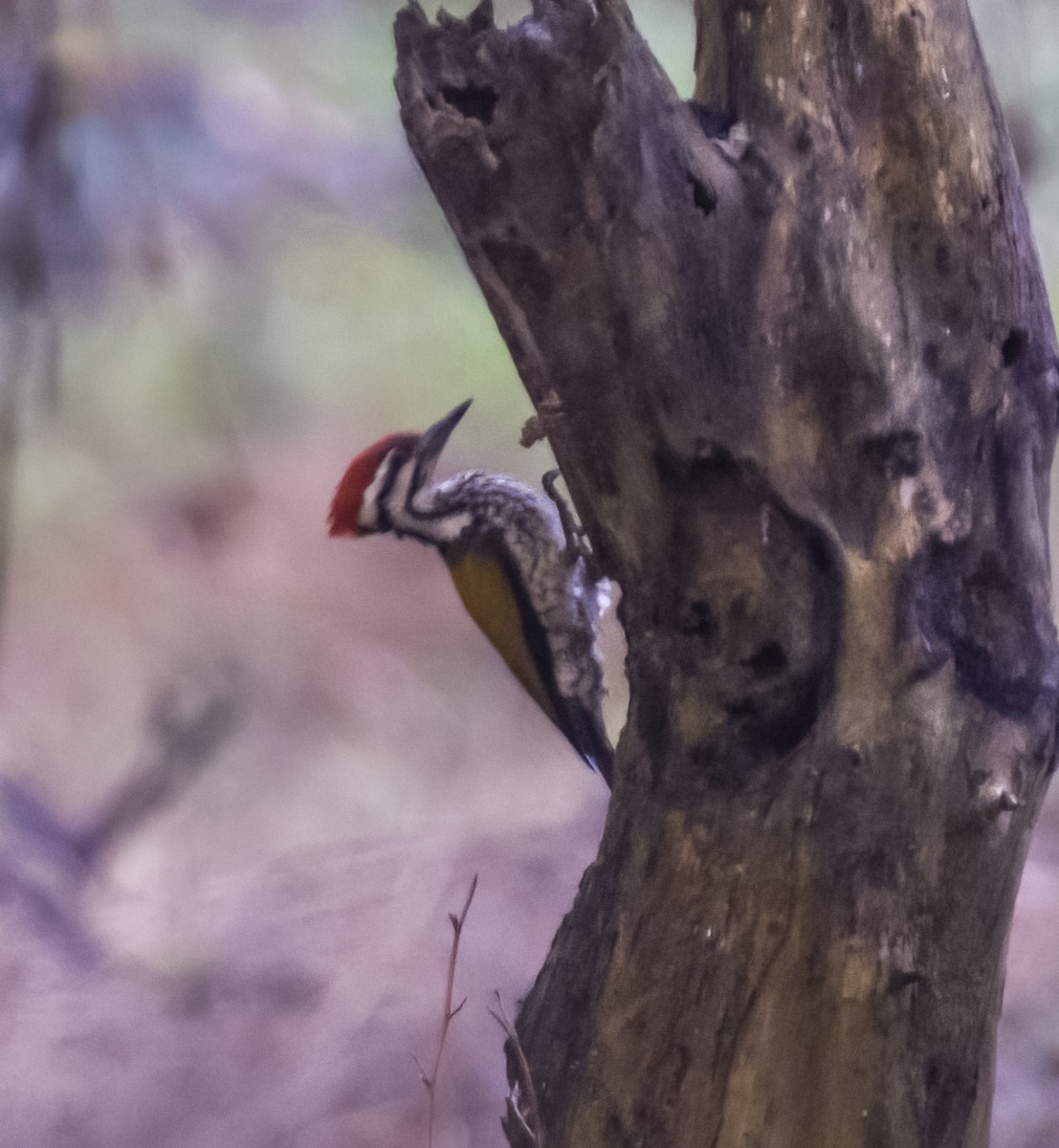 Common Flameback - David Hoar