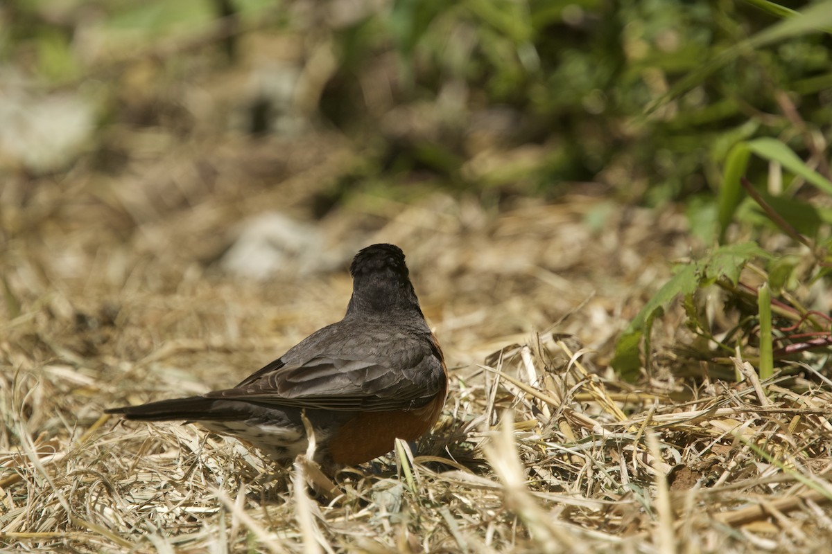 American Robin - ML619553282