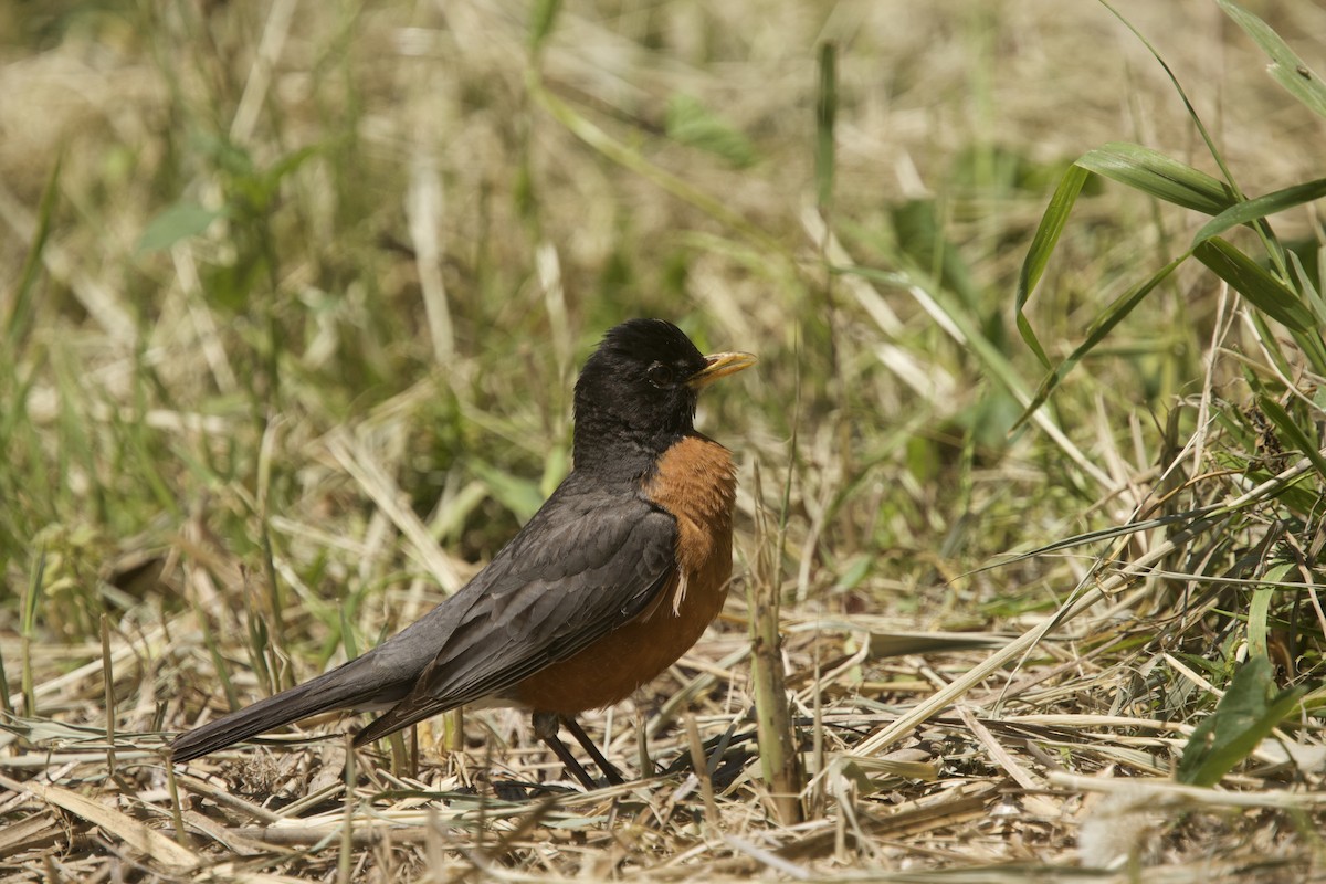 American Robin - ML619553284