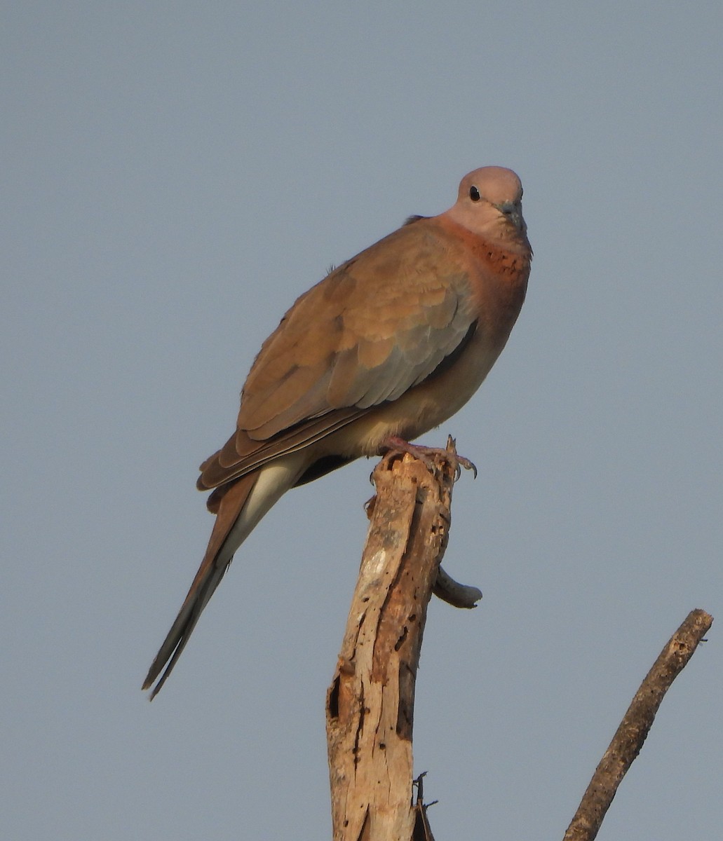 Laughing Dove - Prof Chandan Singh Dalawat