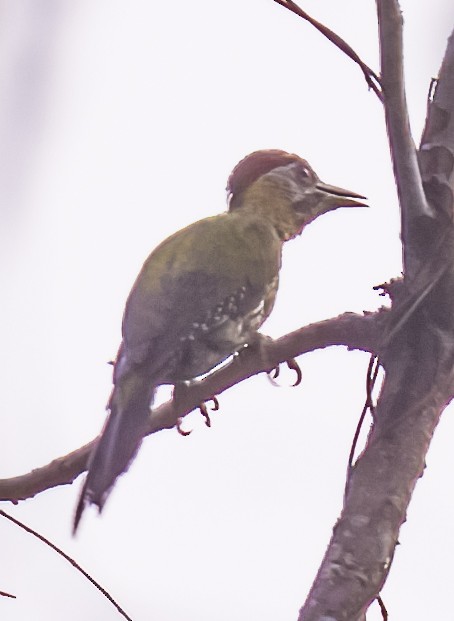 Laced Woodpecker - David Hoar