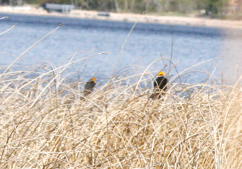 Yellow-headed Blackbird - Muriel & Jennifer Mueller