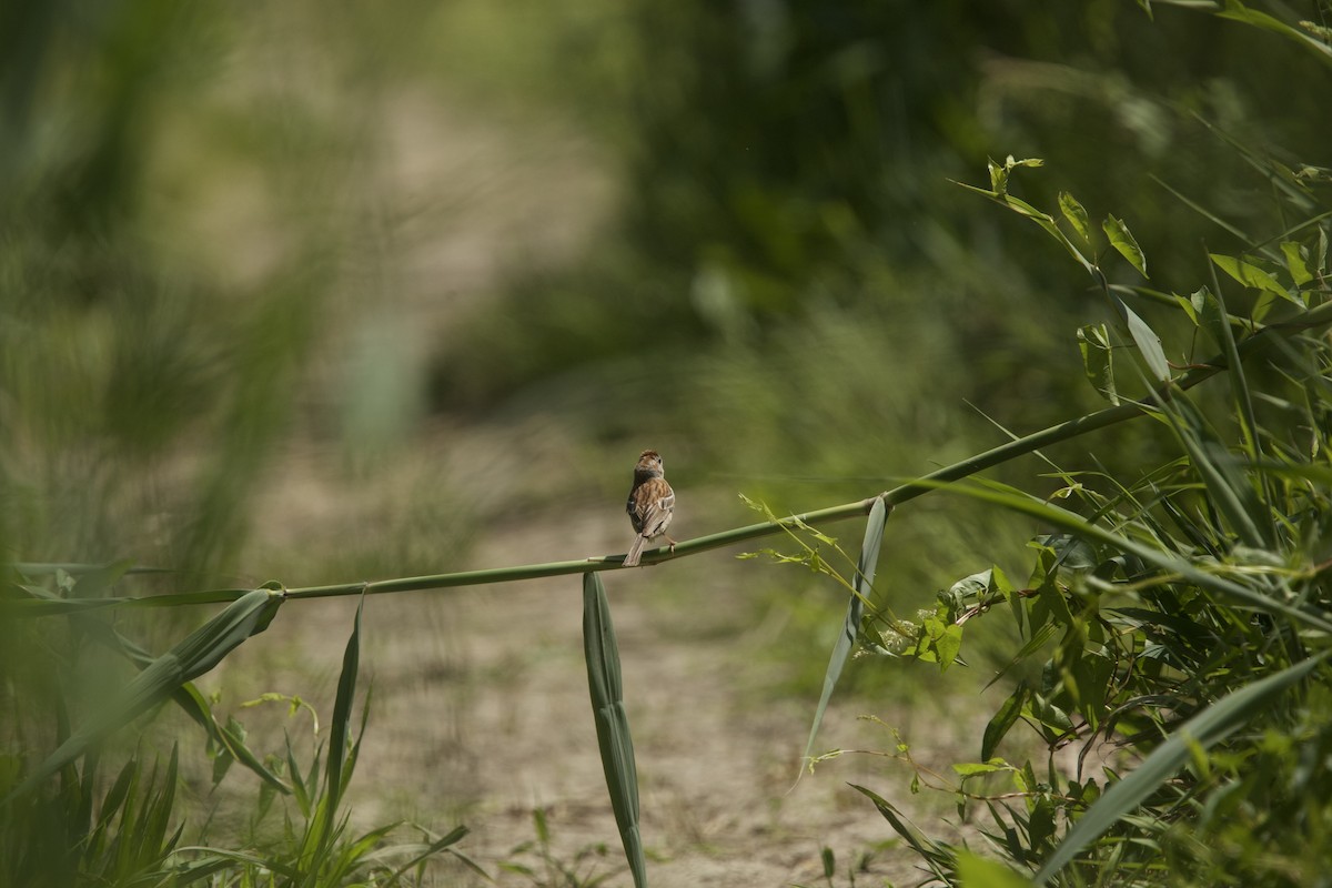 Field Sparrow - Paul Miller