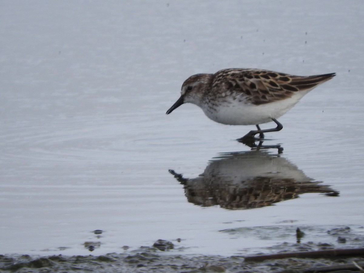 Semipalmated Sandpiper - ML619553294