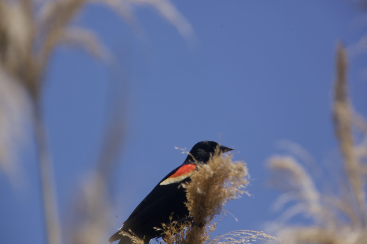 Red-winged Blackbird - Paul Miller