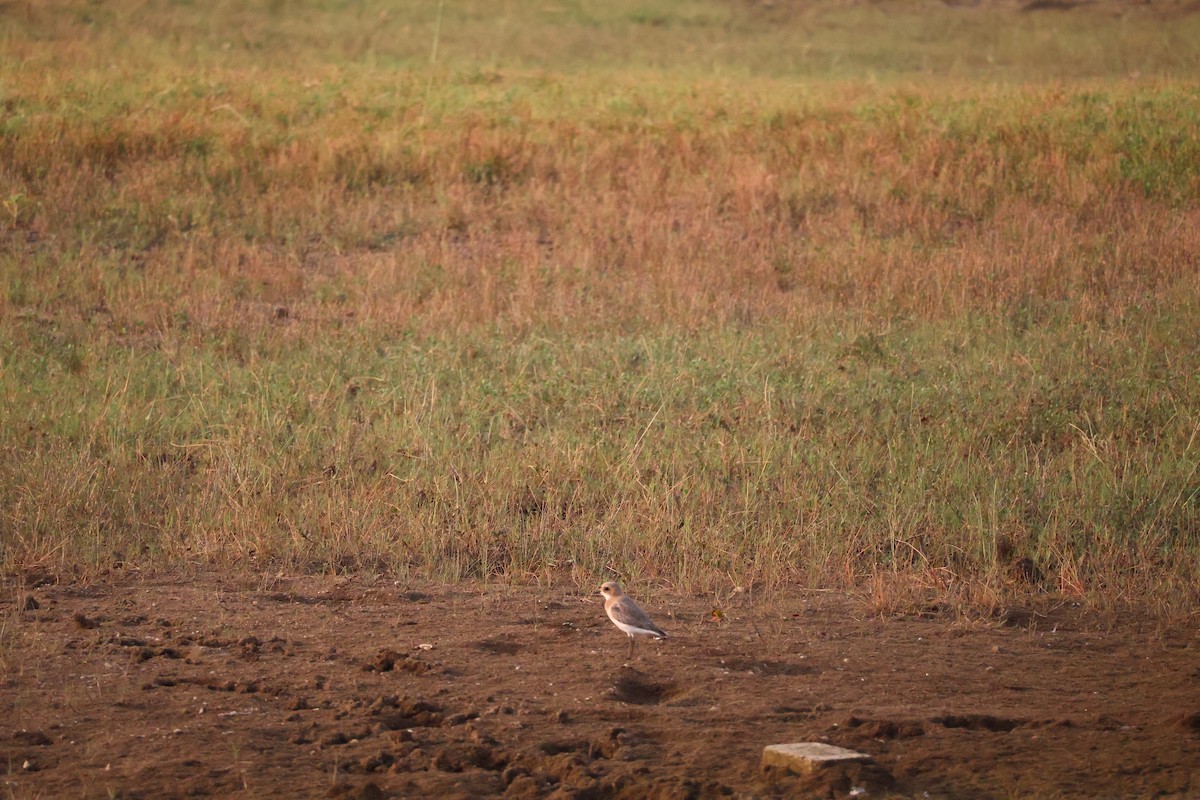 Tibetan Sand-Plover - Leena m falke Dhenge