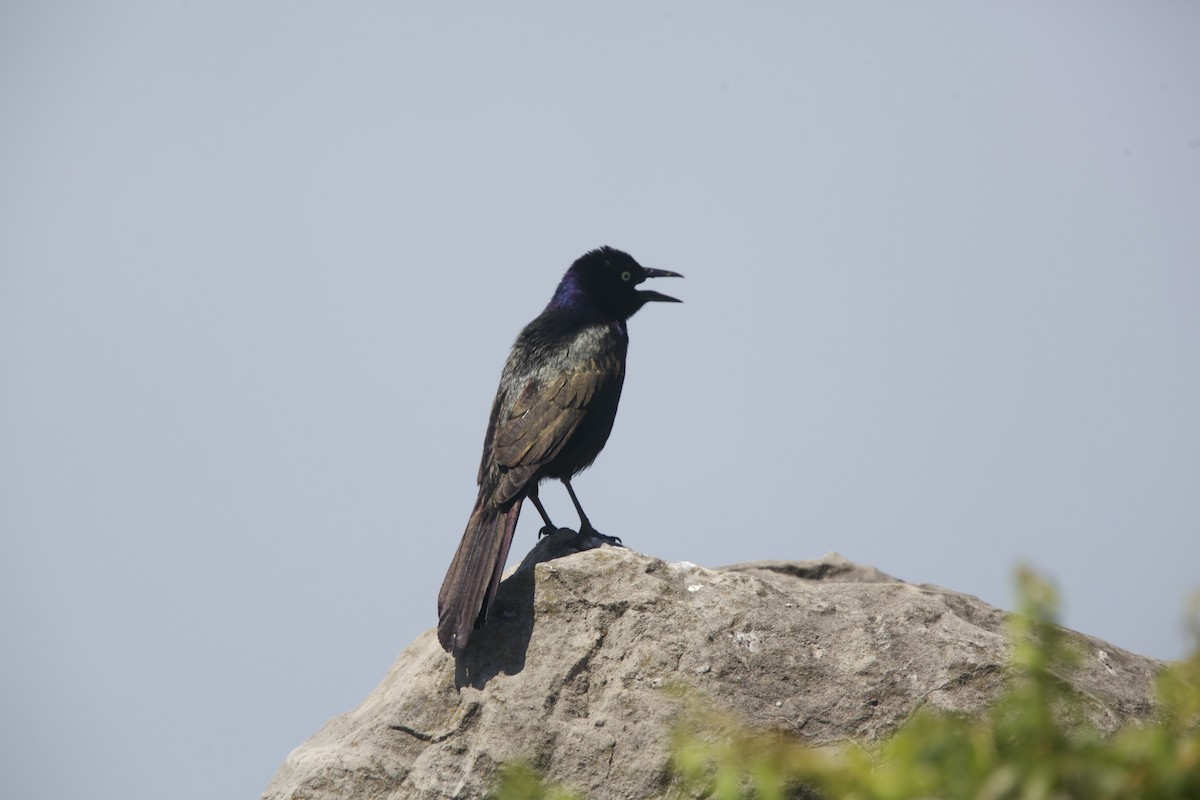 Common Grackle - Paul Miller